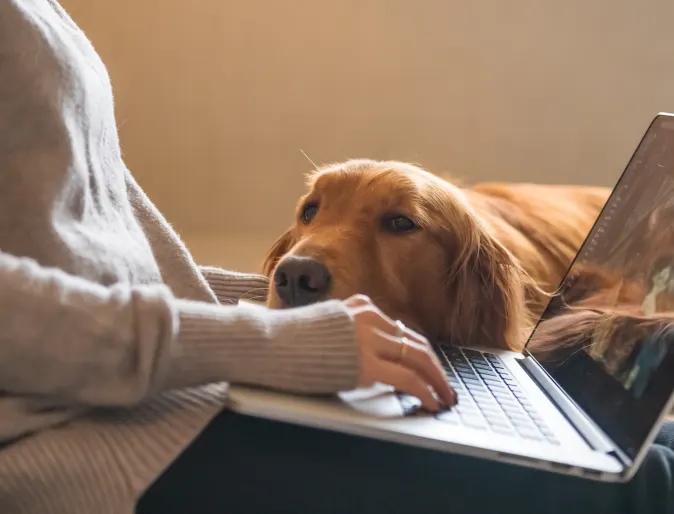 dog laying head on lap of woman on her laptop
